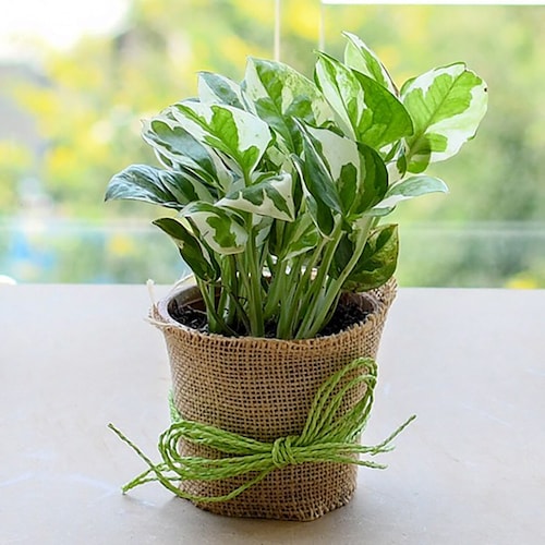 Buy Good Luck Money Plant with a Jute wrap