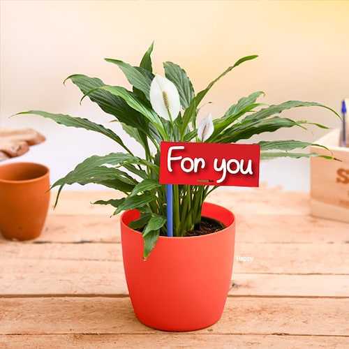 33444_Peace Lily For You