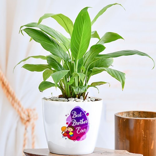Buy Attractive Peace lily for Best Brother Ever