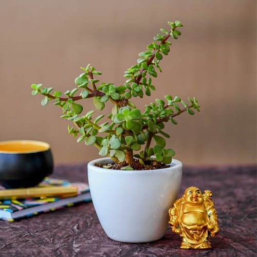 Buy Boomer Jade Plant with Laughing Buddha or Monk