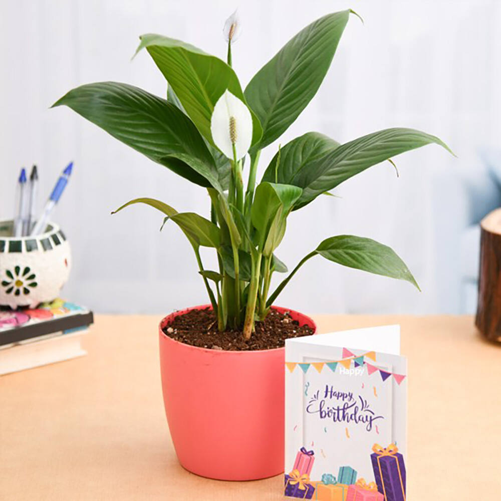 DIY Gift Ideas for Plant Lovers | Easy Birthday Gift Ideas! - YouTube