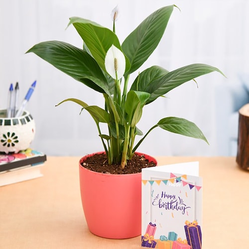 Buy Birthday Wishes with Peace Lily Plant