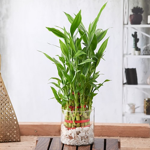 Buy 3 Layer Lucky Bamboo in a Glass Vase