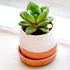 Buy Glorious Haworthia in a Ceramic Pot