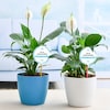 Buy Best 2 Peace lily Plants