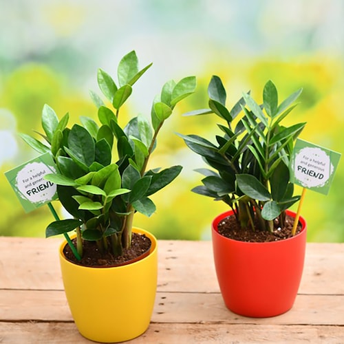 Buy Plants for our Generous Friendship