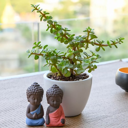 Buy Happiness with Jade plant and Buddha