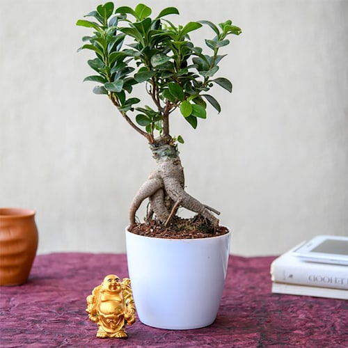 Buy Luck with Ficus Bonsai and Laughing Buddha