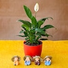 Buy Pleasing Peace Lily with Cute  Monks