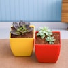 Buy Lovely Pair of Amazing Succulents