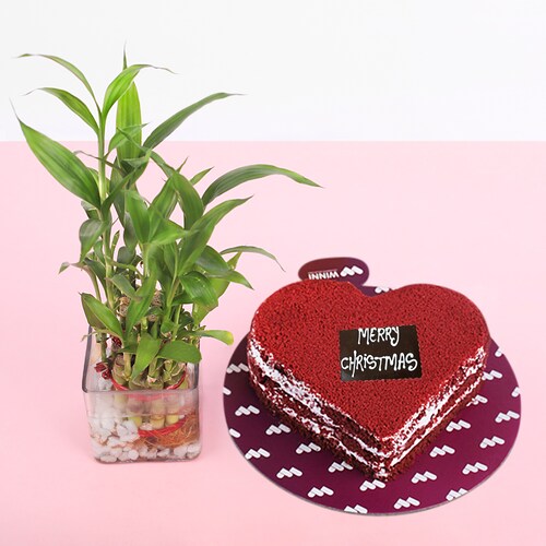 Buy Yummy HeartShaped Red Velvet With Bamboo Plant