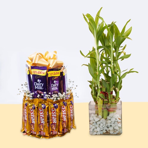 Buy Chocolate Bouquet With Bamboo Plant