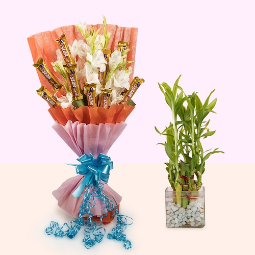 Buy Charming Treasures With Blessing Bamboo Plant