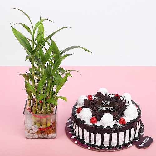 Buy Black Forest With Bamboo Plant