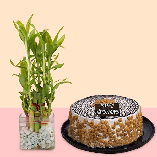 Buy Butterscotch Cake With Bamboo Plant