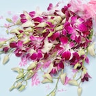 6 Purple Orchids