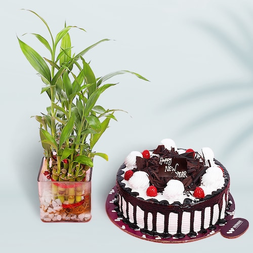 Buy Black Forest Cake With Lucky Bamboo