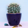 Buy Pretty Cactus Plant In Blue Pot