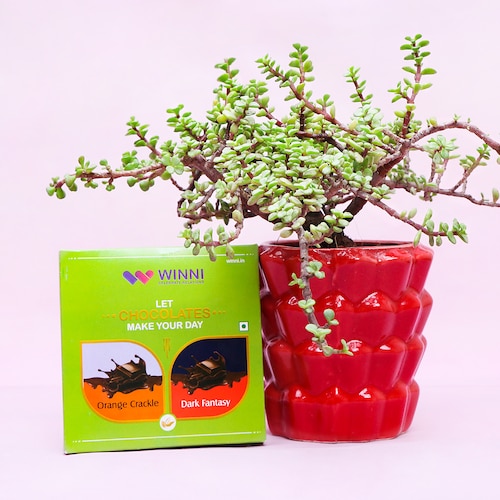 Buy Potted Jade Plant & Chocolate Combo