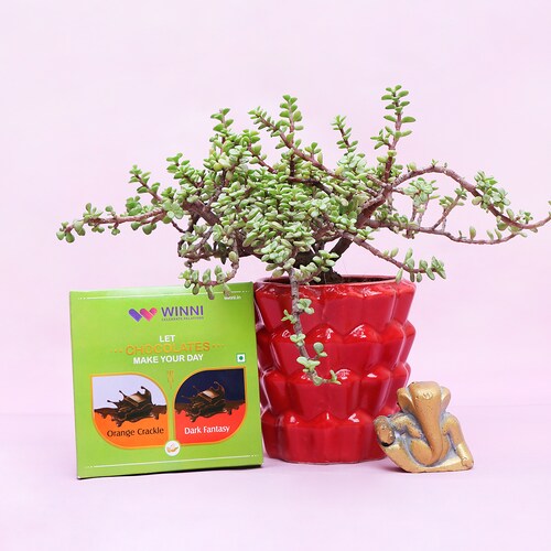 Buy Jade Plant With Ganesha & Chocolate Combo