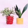 Buy Red & Yellow Potted Plants