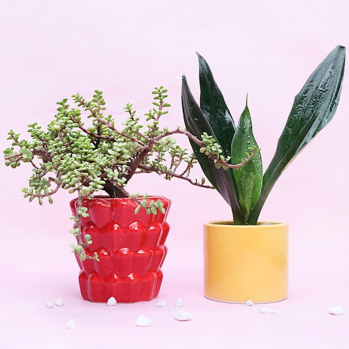 Buy Red & Yellow Potted Plants