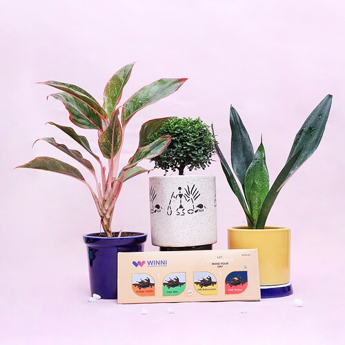 Buy Trio Potted Plant Set & Chocolate Combo