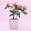 Buy Flowery Ixora Plant