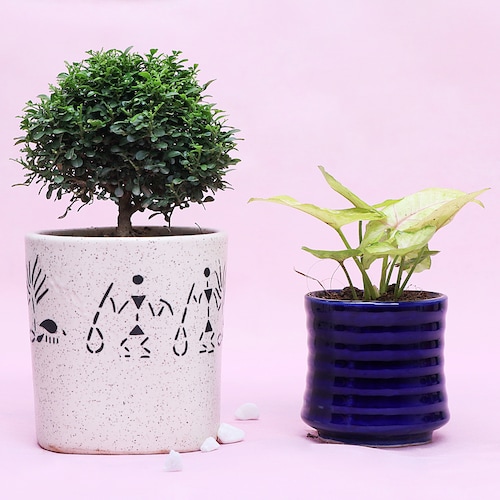 Buy Fortunate House Plant Set