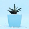 Buy Potted Dorian Plant