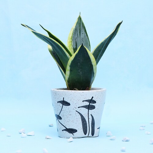 Buy A Pretty Plant In Classy white Pot