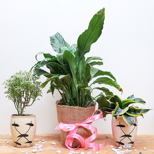 Buy Trio Plant set in Classy pots