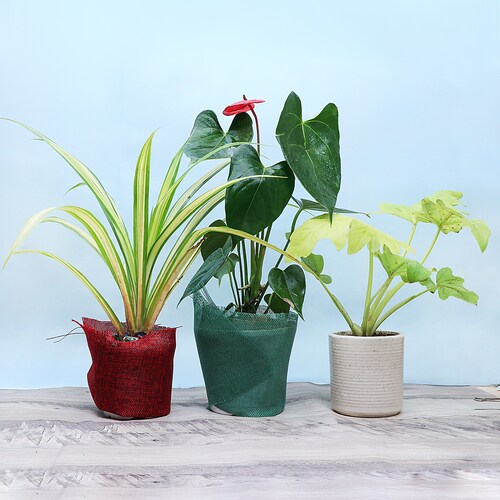 Buy Best 3 House Plant Set