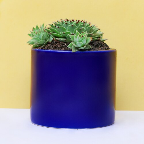 Buy Beautiful Echeveria Imbricata in Blue Pot