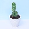 Buy Green Bunny Ear Cactus Plant