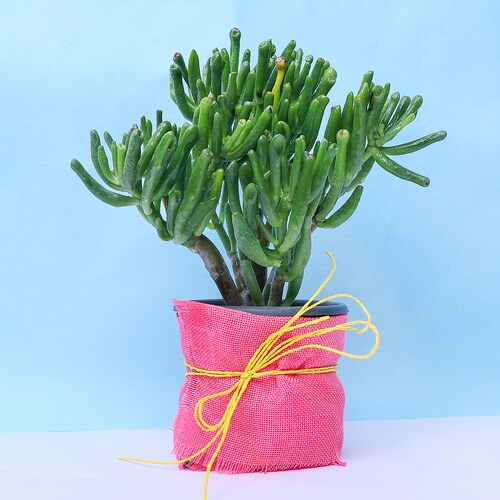 Buy Glorify Crassula