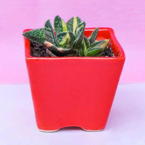 Buy Charming Gasteria Batesiana