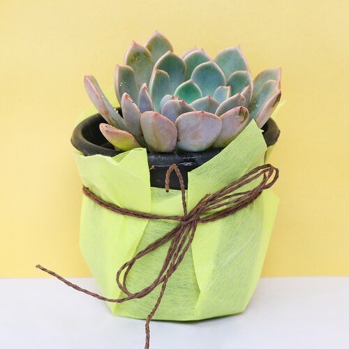 Buy Ceramic Pot Echeveria Elegans