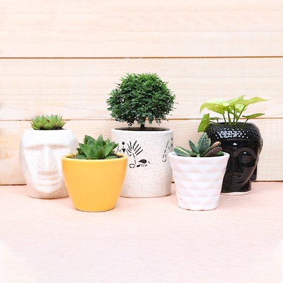 Nature in 5 pots