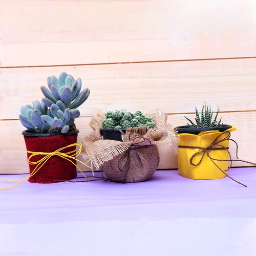 Buy Trio Potted Plants