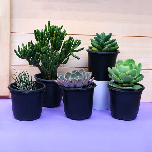 Buy Special Plants Combo for Home