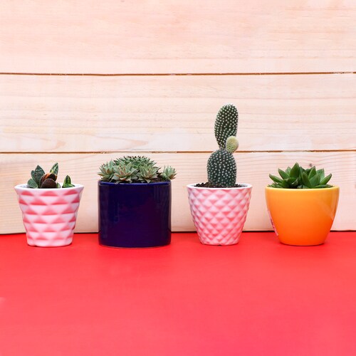 Buy Ceramic Potted Green Beauties