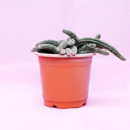 Buy Potted Cactus Plants