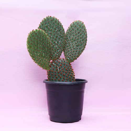 Buy Beautiful Vickerman Green Cactus