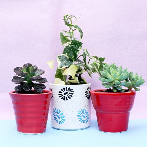 Buy Magical Plant Set