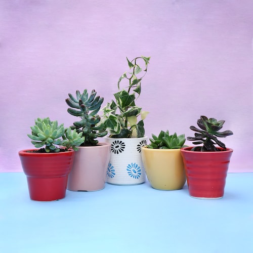 Buy Set of 5 Refreshing Plants