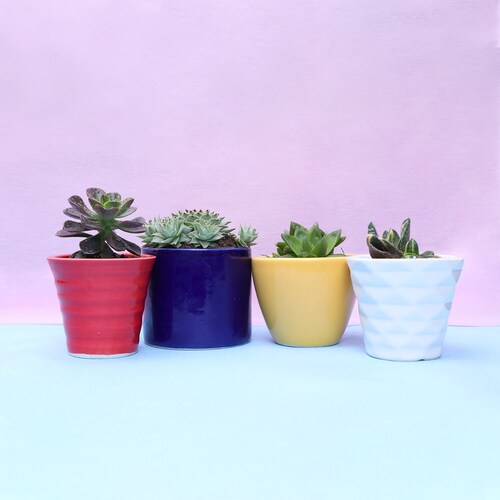 Buy Sweet Potted Plant Gifts