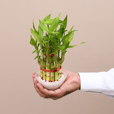 2 Layer Bamboo Gift