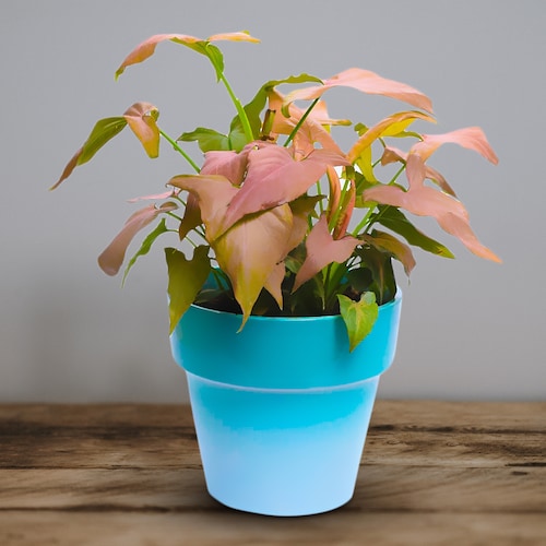 Buy Ombre green pink syngonium