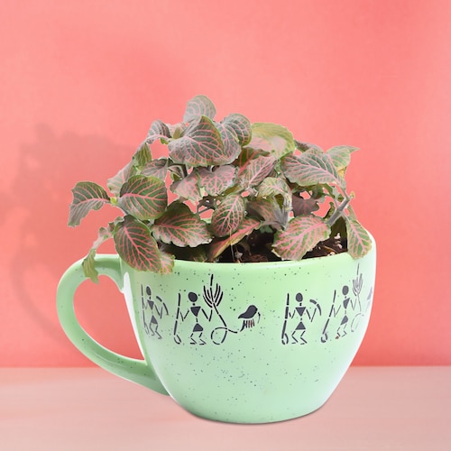 Buy Cup of Fittonia Pink